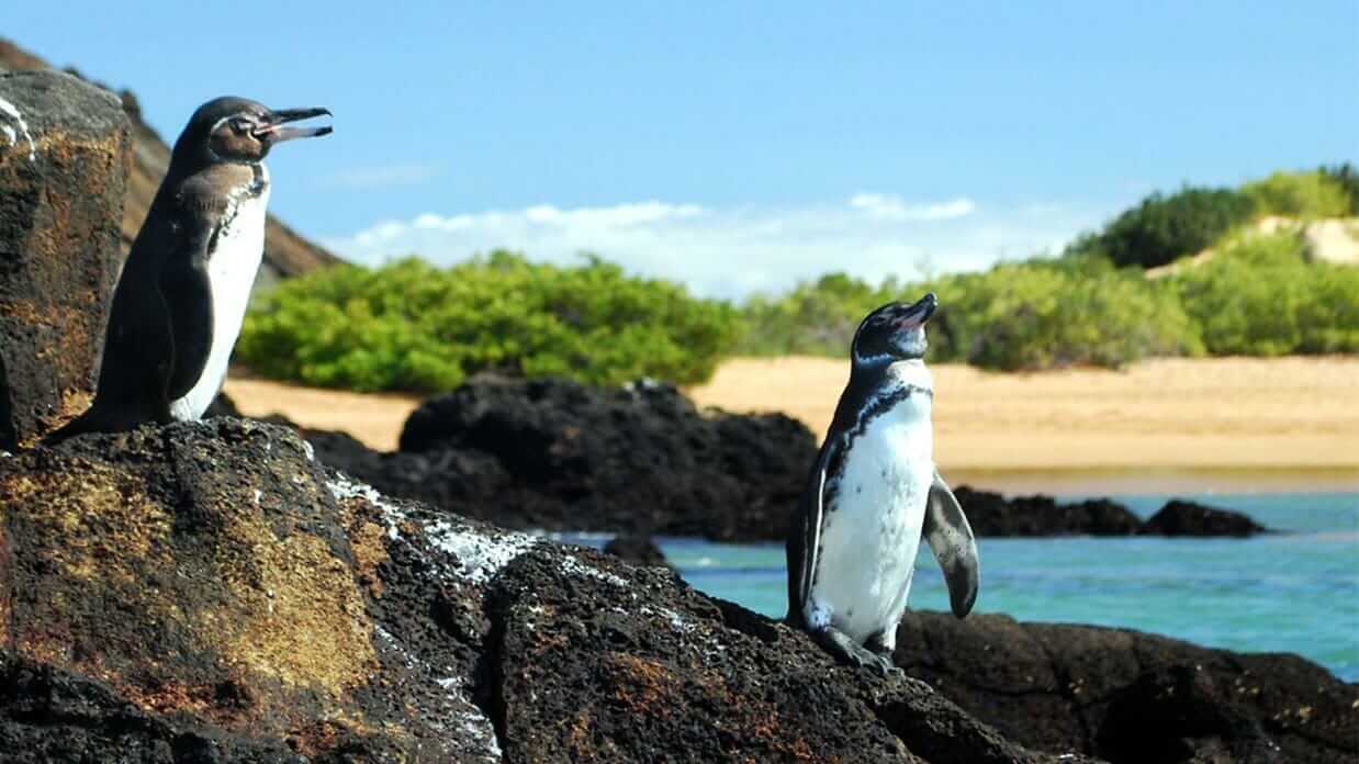 two galapagos penguins perched on a lava rock at the galapagos islands