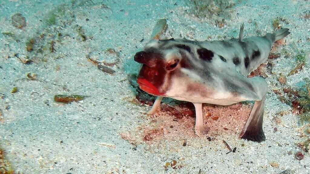 El pez murciélago de Galápagos también conocido como el pez murciélago de labios rojos