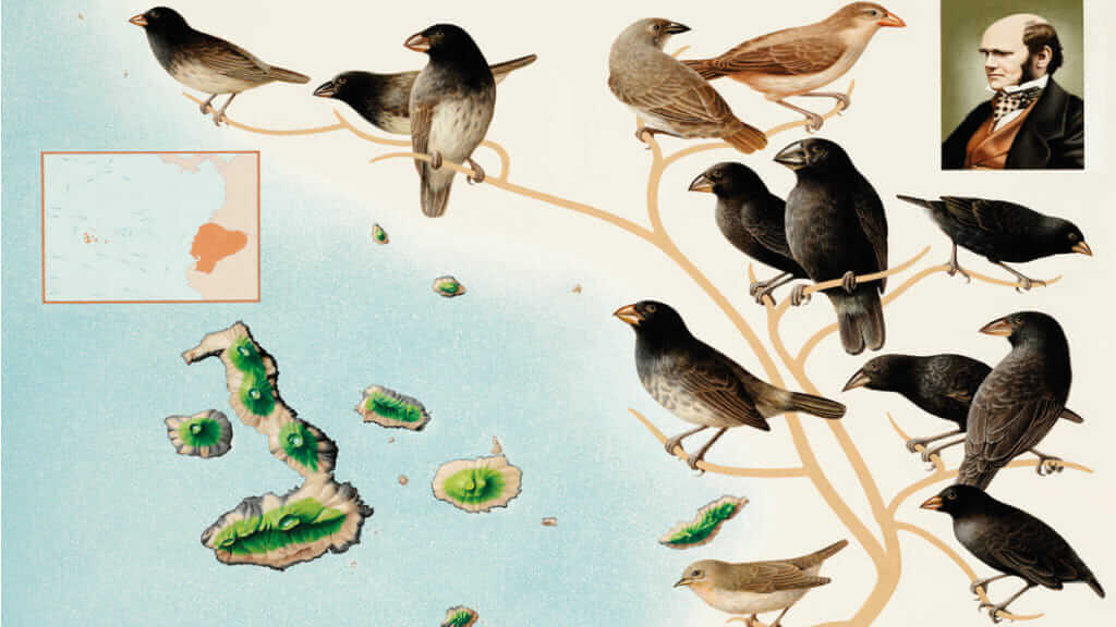 pronto Fobia Propuesta alternativa Pinzón de Darwin de Galápagos: un ícono de la evolución en las Islas  Galápagos