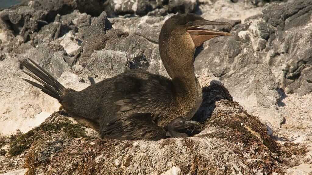 A Galapagos flightless cormorant mother sits on her nest to protect a baby chick