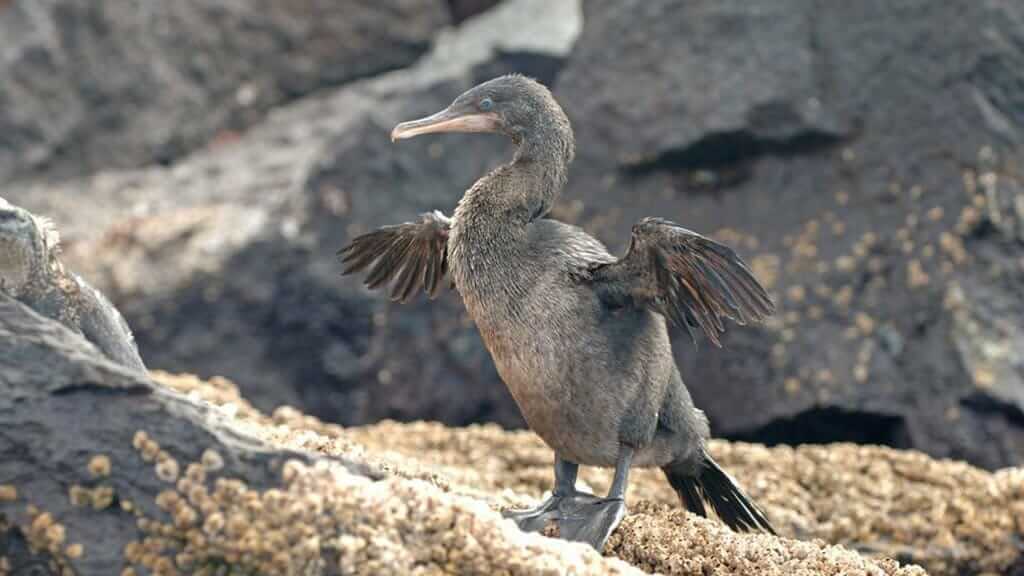 Flightless cormorant at galapagos spreading his tiny stunted wings to dry on fernandina island