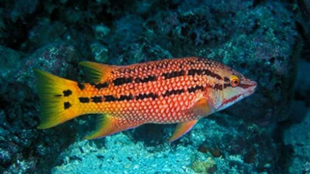 Brightly colored Galapagos hogfish