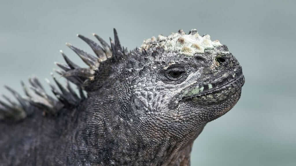 galapagos in january - marine iguanas change color to attract a mate