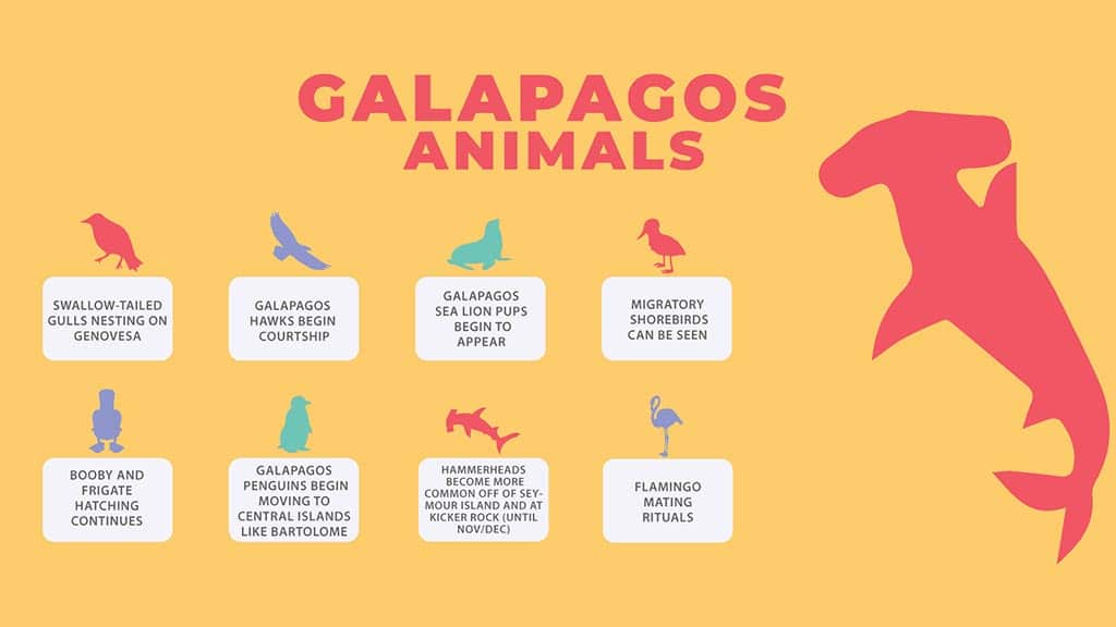 galapagos in august - infographic of wildlife highlights for visitors