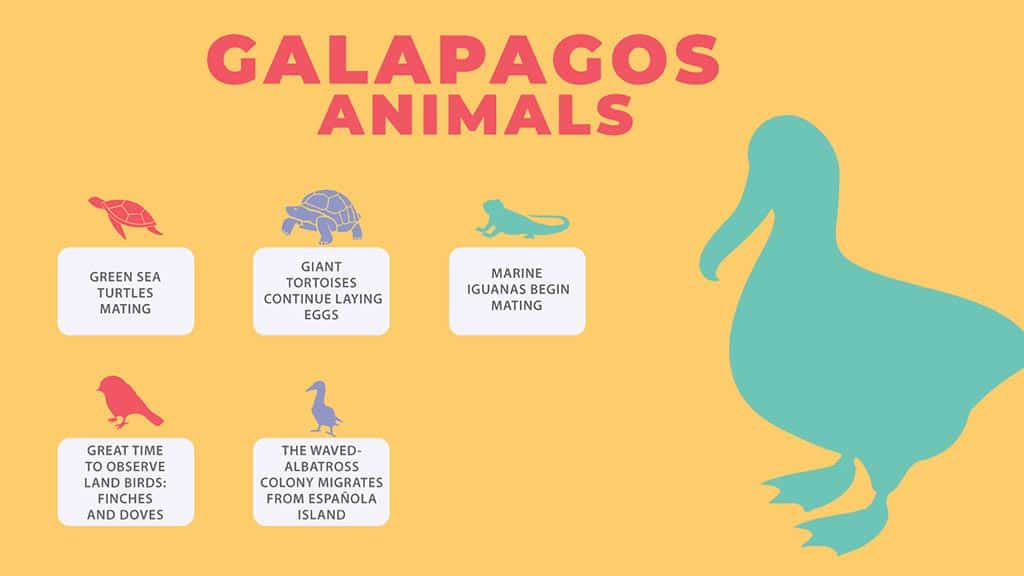 galapagos in December - infographic of wildlife highlights for visitors