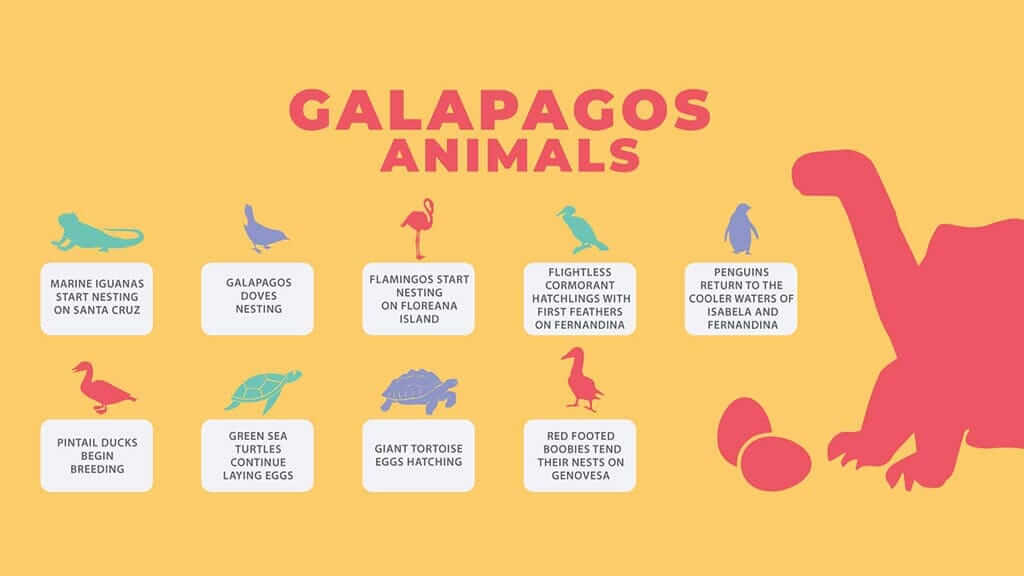 galapagos in february - infogram of Galapagos wildlife behavior