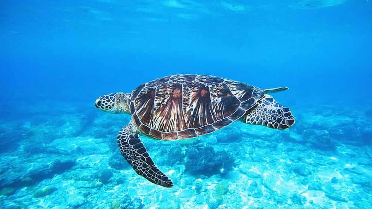 galapagos islands in july - green sea turtle swimming