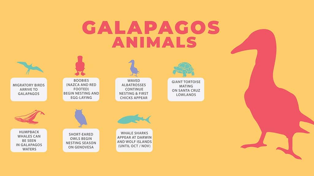 galapagos in june - infographic of wildlife behavior for Galapagos visitors