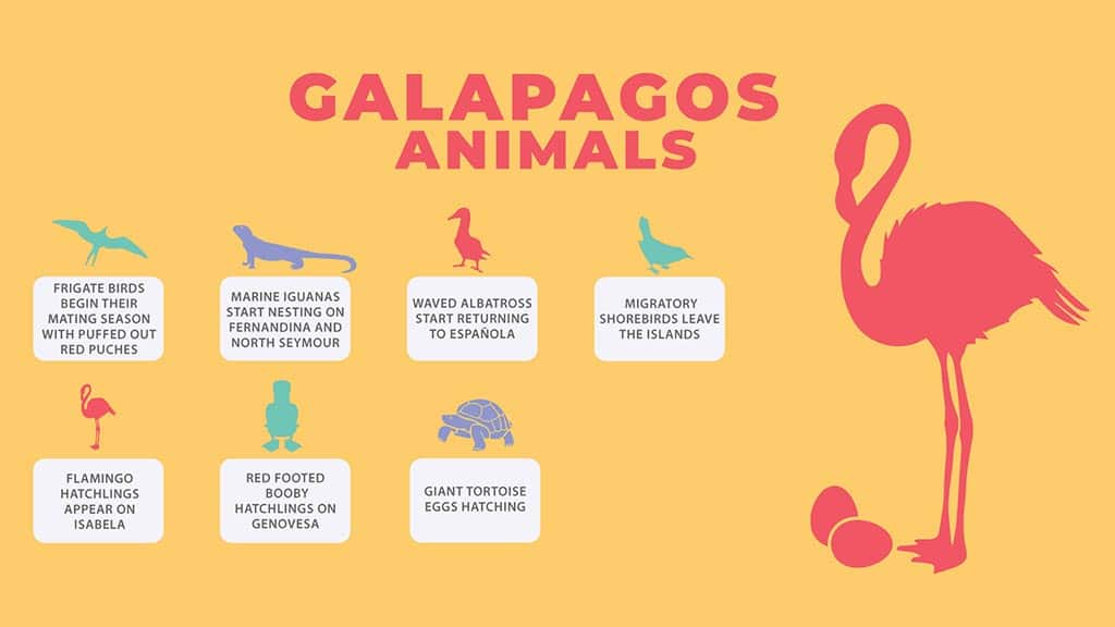 galapagos in march - infographic of the top wildlife highlights of bird and animal behavior