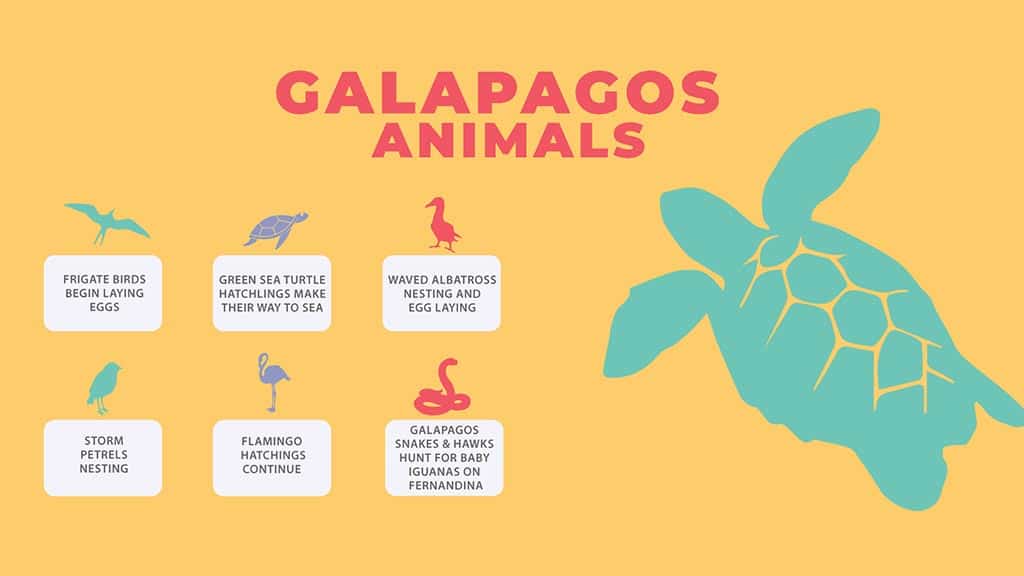 which animals to see at galapagos in may