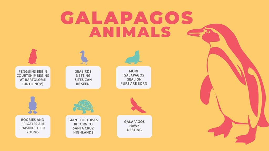 galapagos in september - infographic of wildlife highlights for visitors
