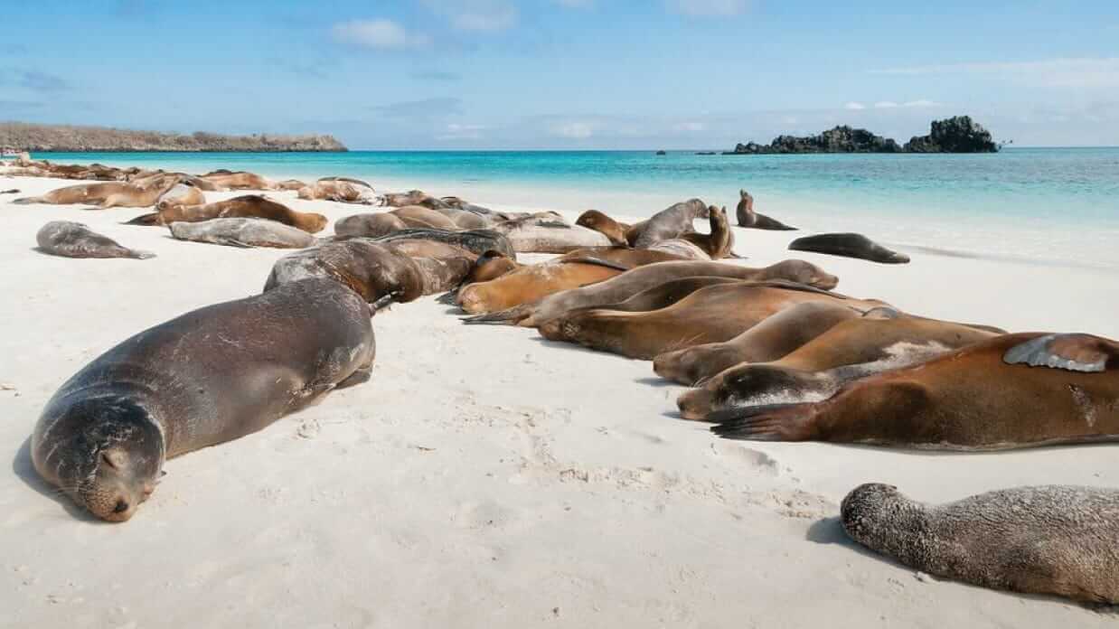 galapagos islands archipelago sea lions sleeping on beach
