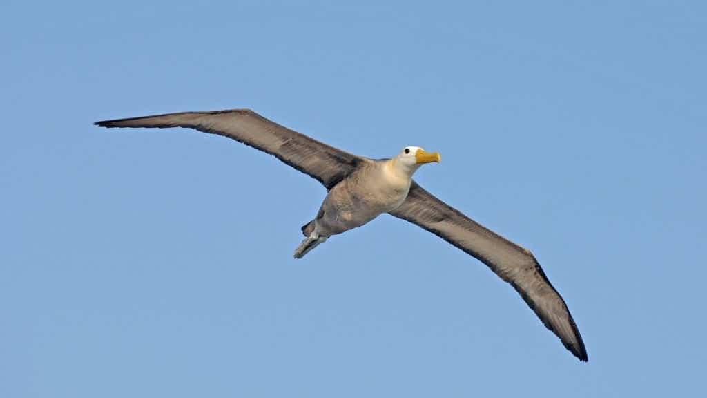 galapagos albatross spreads his impressive lareg wings in flight with blue sky background at the Galapagos islands