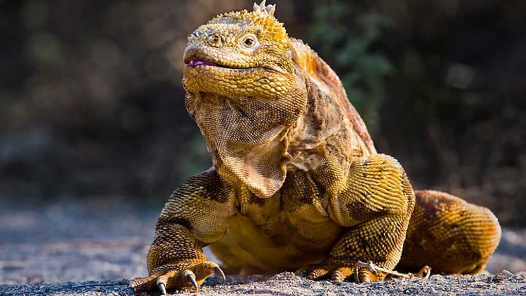 golden colored galapagos land iguana with scales and claws
