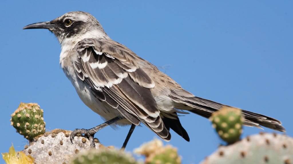 galapagos mockingbird most common species posing on a prickly pear cactus at the galapagos islands