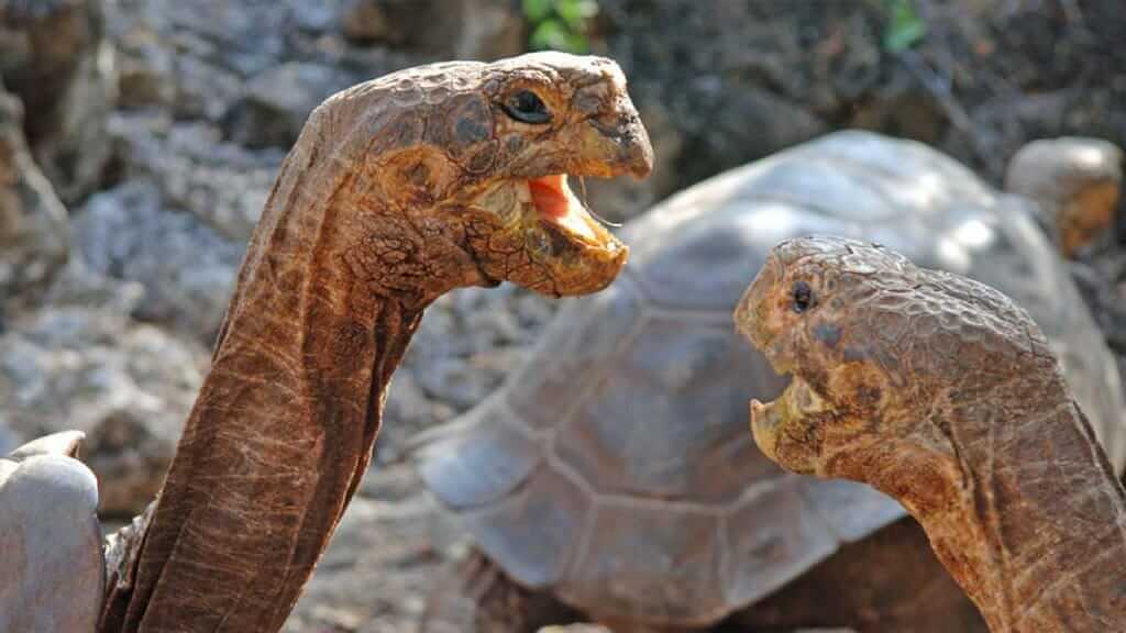 Tiere der Galapagosinseln: Nahaufnahme von zwei kämpfenden Riesenschildkröten
