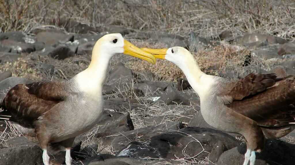 Albatros de Galápagos par de aves tocando los picos durante el cortejo en la isla de Suarez Point Española