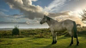 lovely white horse in ecuador cloud forest