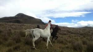 ecuador chagra horse riding on the paramo