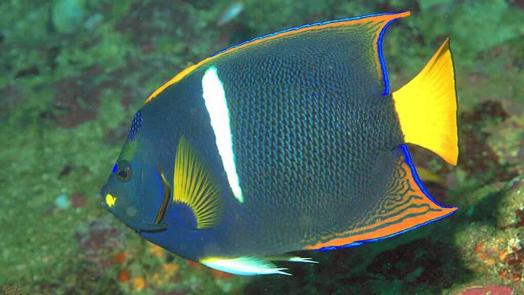multi colored King Angel fish Galapagos islands
