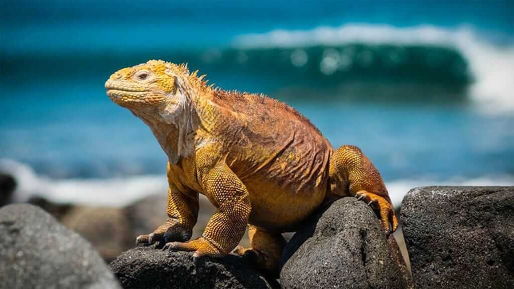 Iguana terrestre de Galápagos sentada sobre una roca de lava con fondo de océano azul