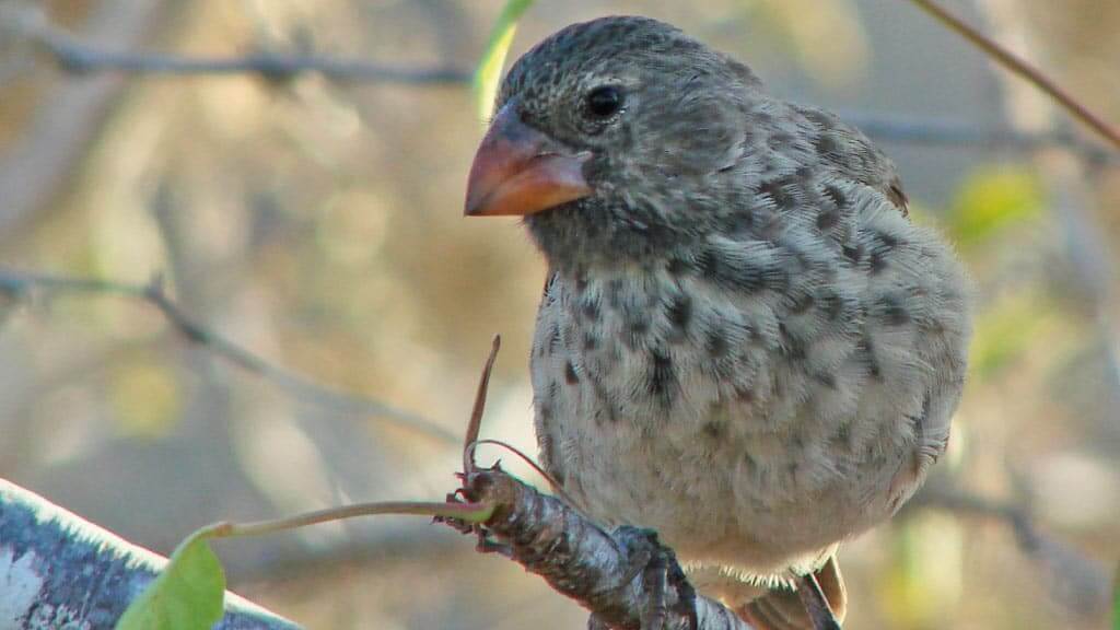 large-tree-finch
