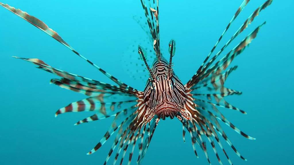 Galapagos fish - the lionfish is one of the more exotic and beautiful looking fish at the reef