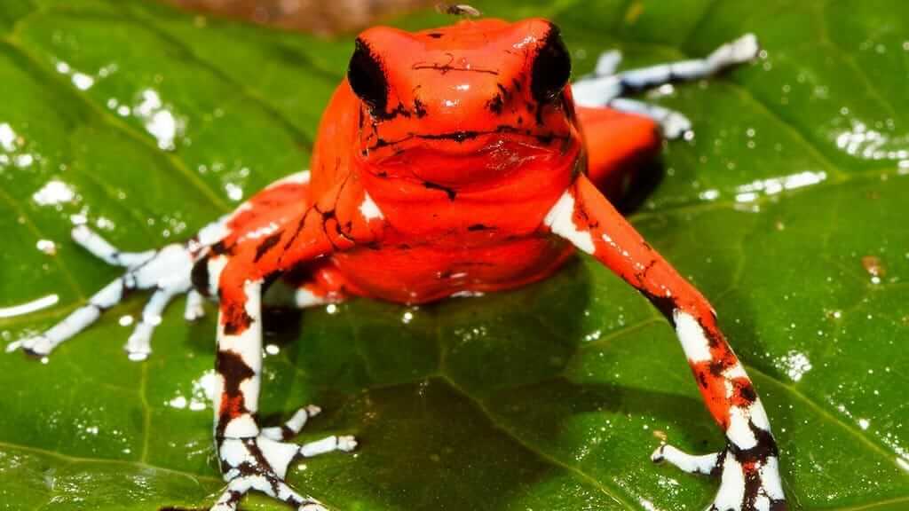 Ecuador rainforest frogs - Little Devil poison frog
