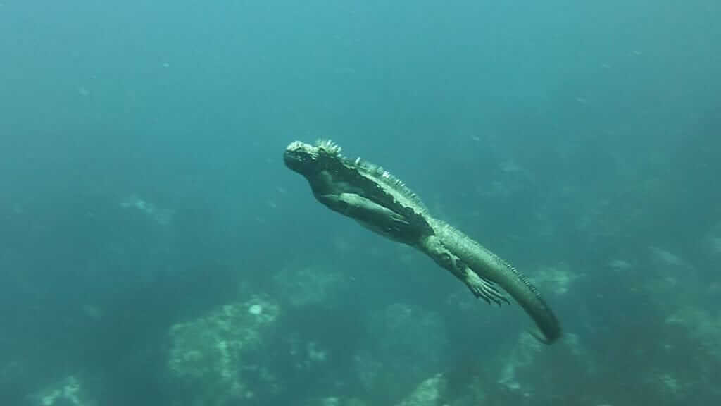 Una iguana marina de Galápagos nadando bajo el agua como un torpedo con cola larga