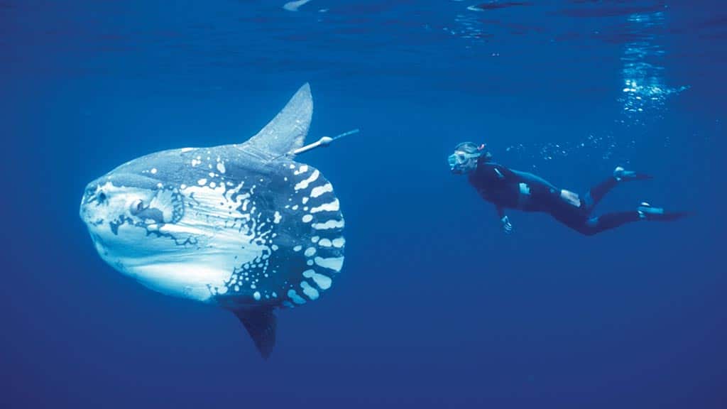 Diver with Mola Mola Sunfish at Galapagos islands