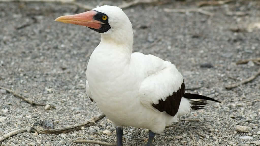 Nazca booby standing alone at the Galapagos islands
