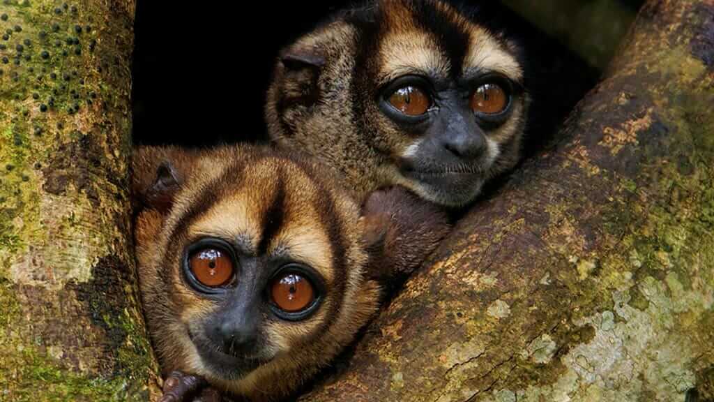 Ecuador Amazon monkey species - Two wide eyed noisy night monkeys peep through a gap in the tree in Ecuador