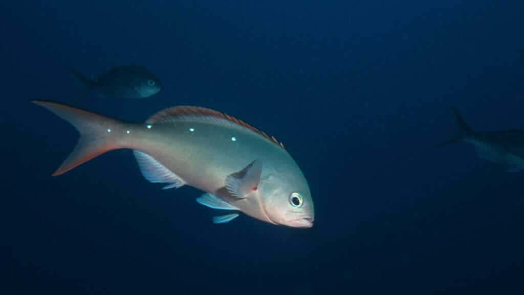 Galapagos-Fisch - Pazifischer Kreolefisch