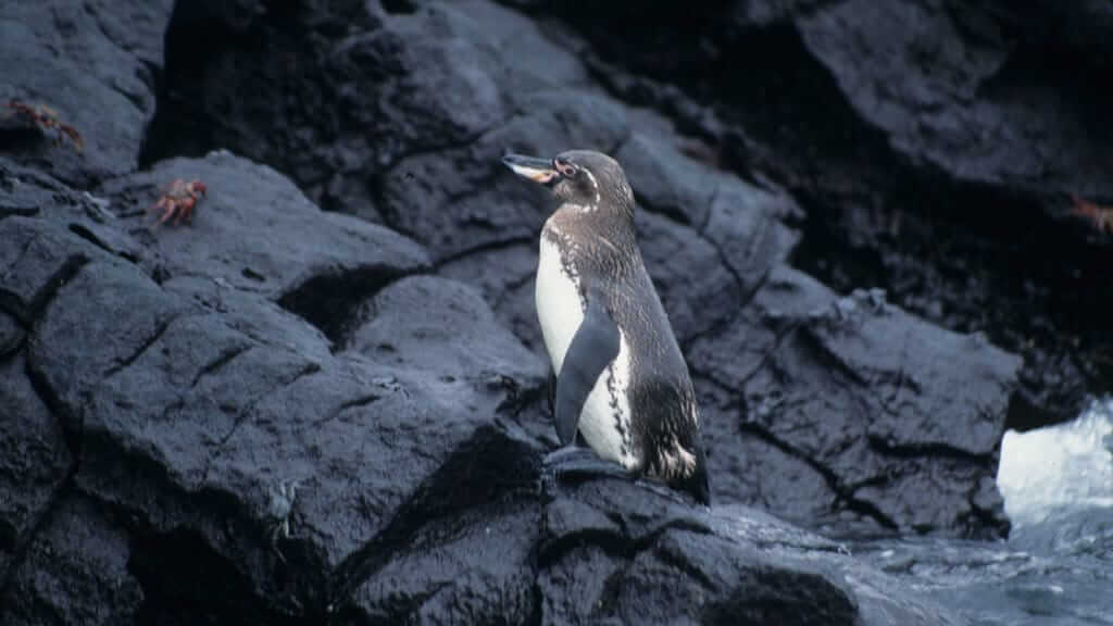 Manchot des Galapagos debout seul avec fond de roche noire