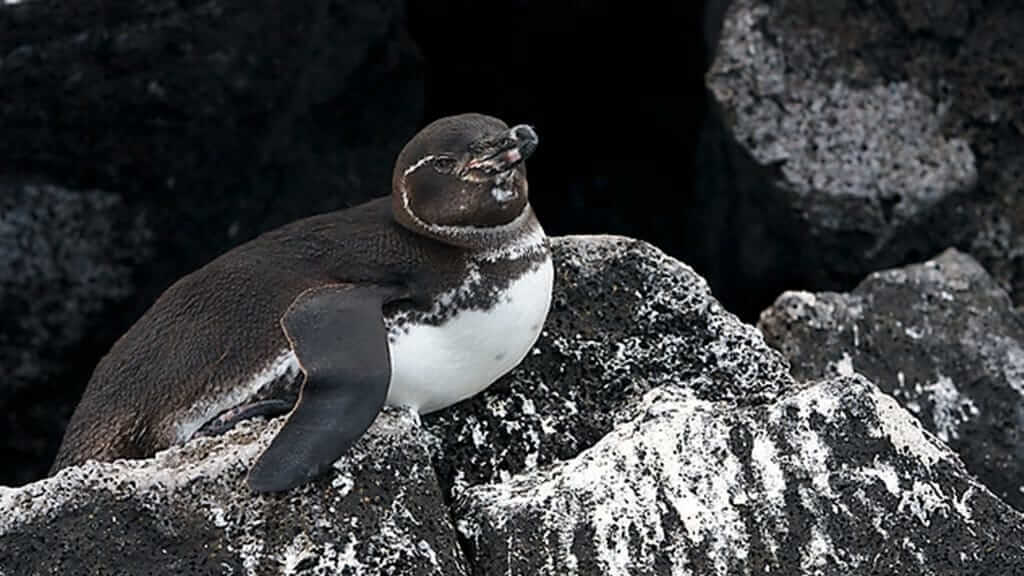 Pingüino de Galápagos sentado en su nido de roca sonriendo