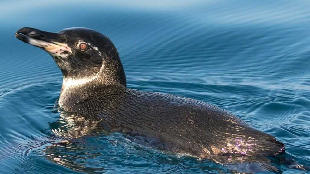 De Galapagos-pinguïn die alleen in het diepe blauwe water bij Bartolome-eiland zwemt