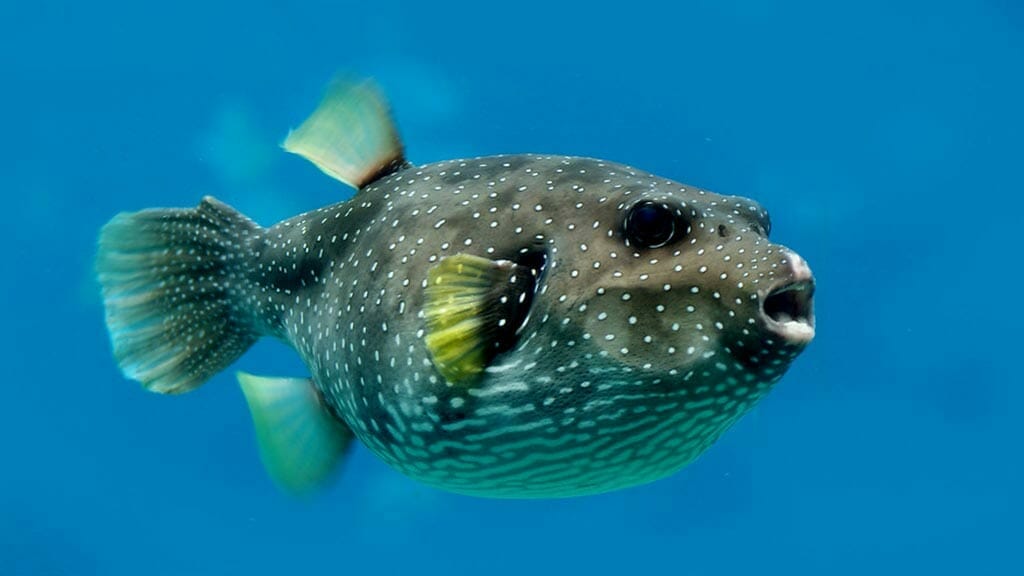 Snorkelers at Galapagos look out for large pufferfish