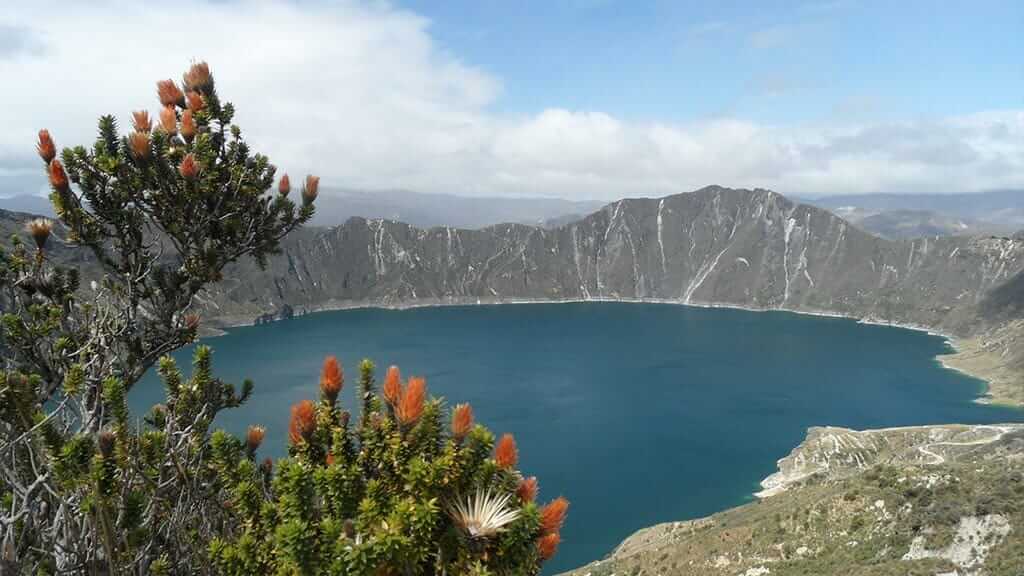 Chuquirawa planta y flores en el lago del cráter del Quilotoa Ecuador