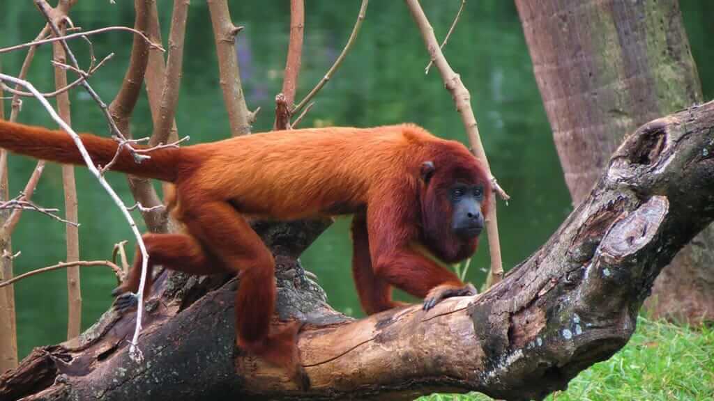 red howler monkeys make lots of noise in Ecuador's amazon rainforest