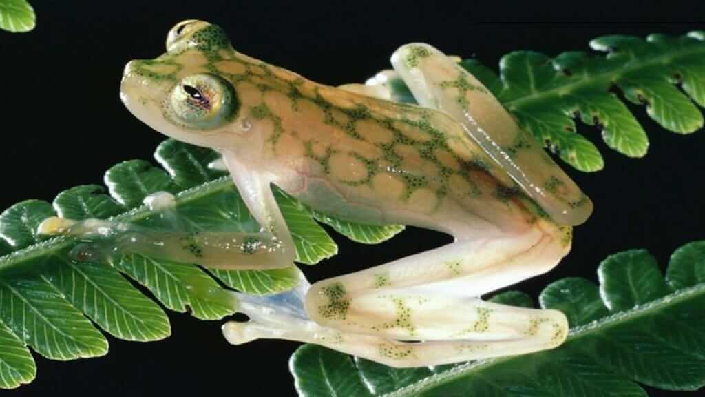 Ecuador rainforest frogs - reticulated glassfrog sitting on a leaf
