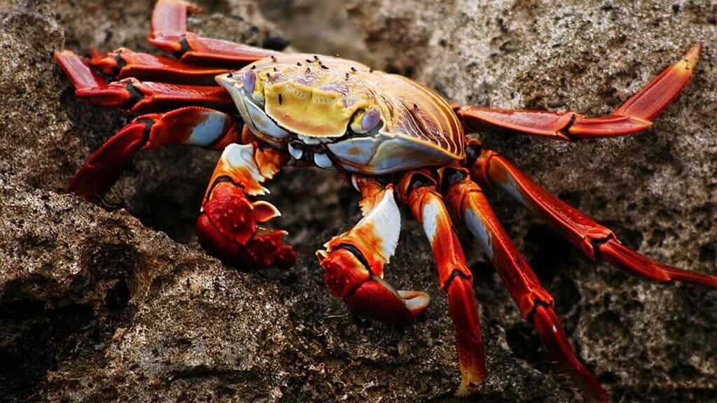 Sally Lightfoot Crab, Galapagos-Inseln - Ecuador