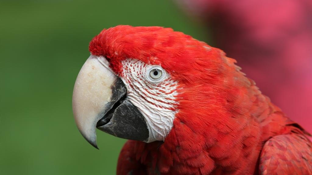 close up of scarlet macaw in ecuador rainforest