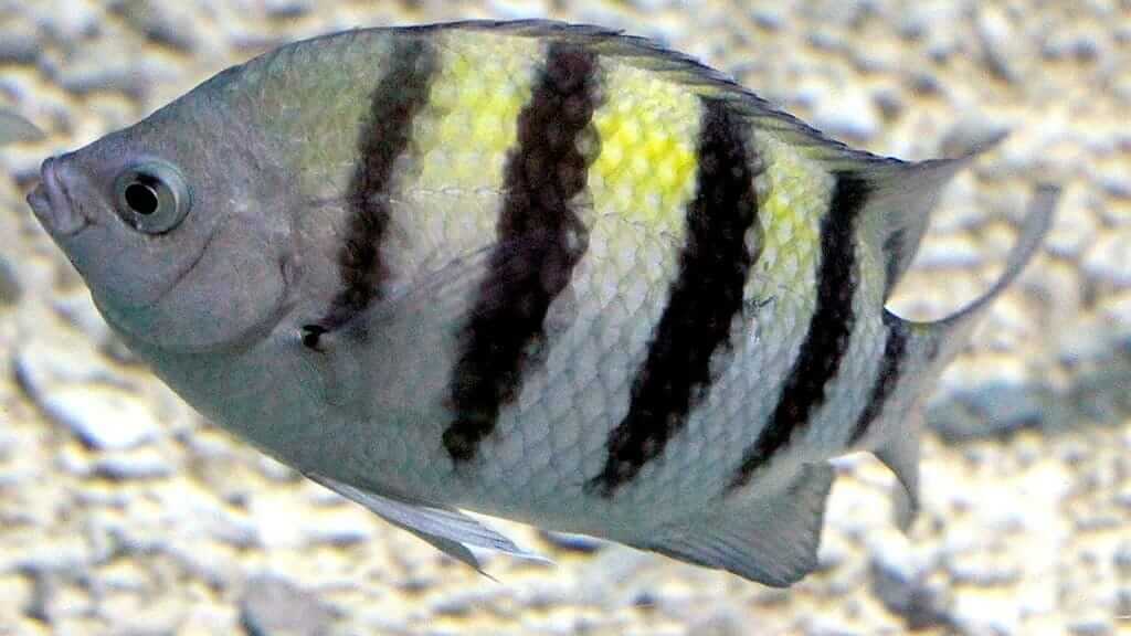 Poisson aux Galapagos - Sergent Major Fish avec des rayures noires
