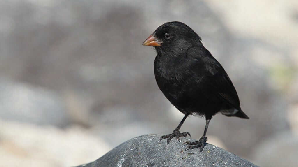 small-ground-finch-rock
