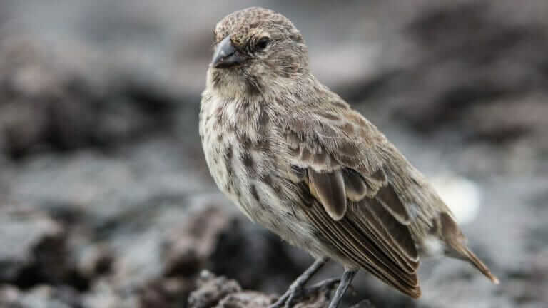 Darwin's Galapagos Finch - an icon of Galapagos evolution