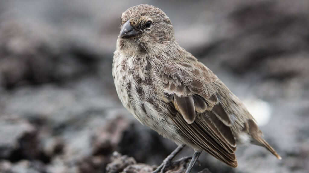 small-ground-finch