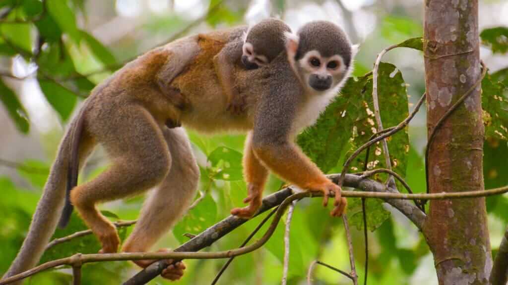Amazonas-Affenart - eine Eichhörnchen-Affenmutter, die im Regenwald Ecuadors ein Baby auf dem Rücken trägt