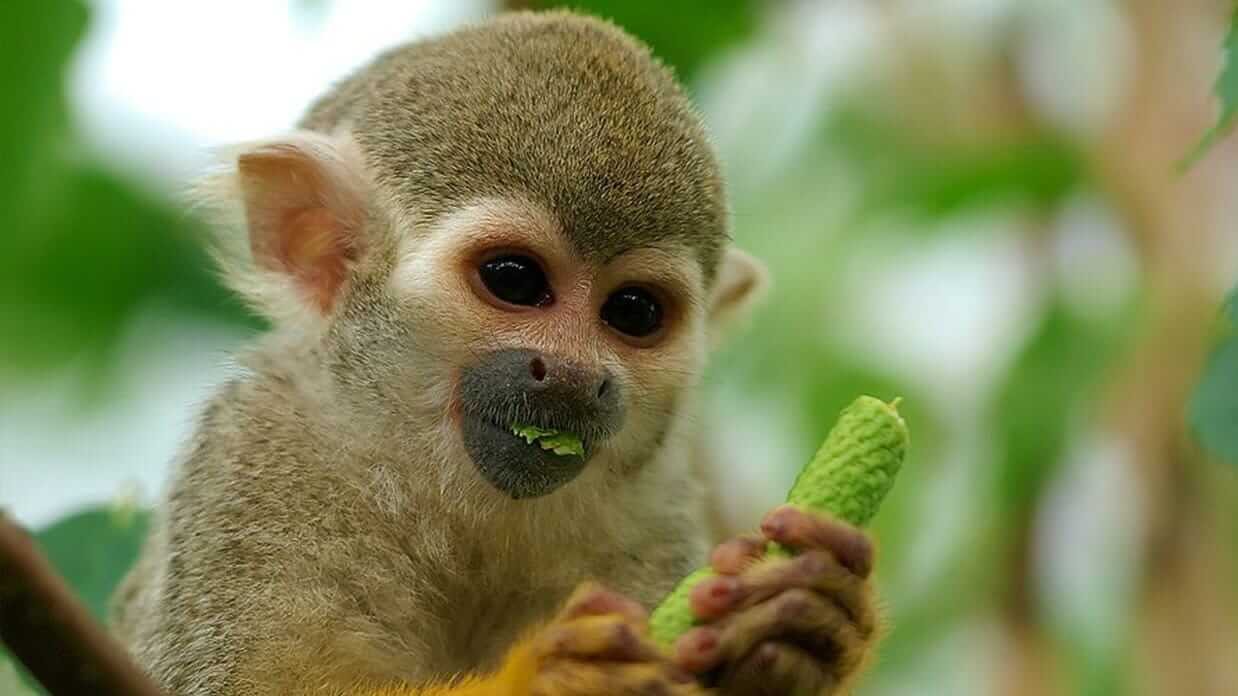 squirrel-monkeys-amazon-rainforest in ecuador