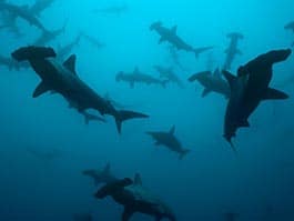 thumb galapagos islands in august - scalloped hammersharks swimming in group