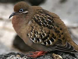 thumb - galapagos in December - a great time to see the galapagos dove